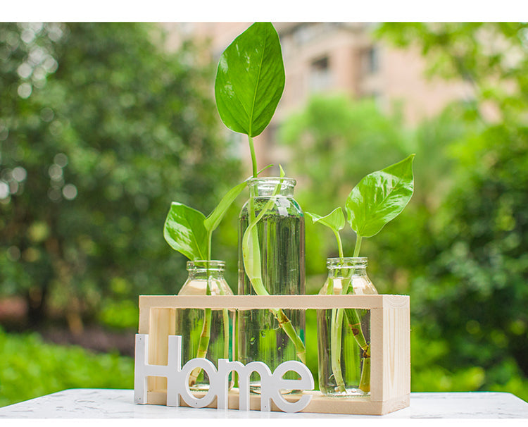 NovaHydro — Transparent Glass Hydroponic Vase
