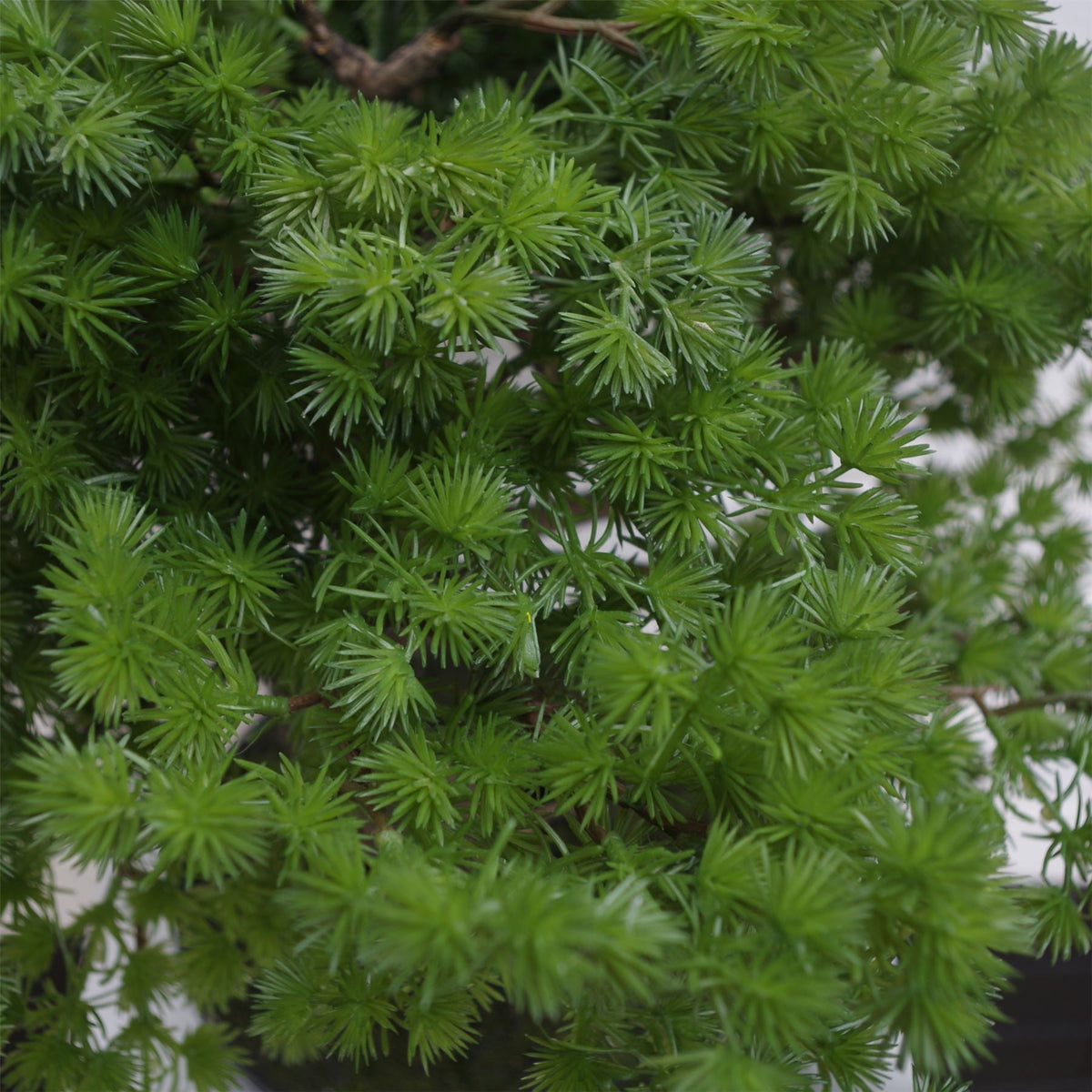 Artificial Bonsai Tree 50cm Luxury Pine Desktop Plants-2
