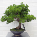 Artificial Bonsai Tree 50cm Luxury Pine Desktop Plants-0