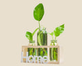 NovaPulse glass hydroponic vase with wooden base and Home lettering